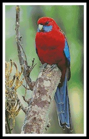 click here to view larger image of Crimson Rosella Photo (chart)