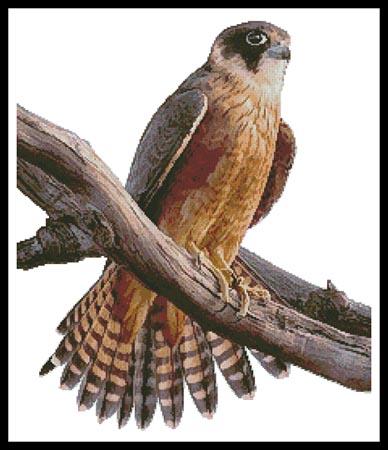 click here to view larger image of Australian Hobby (chart)