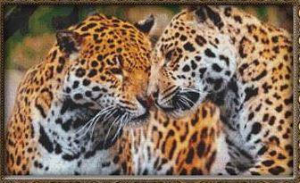 click here to view larger image of Cuddling Leopards (chart)