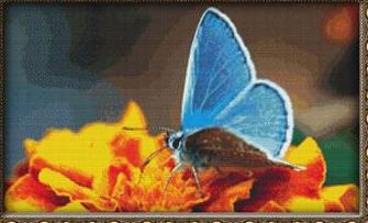 click here to view larger image of Blue Butterfly on Orange (chart)