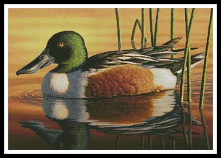 click here to view larger image of Northern Shoveler  (Kim Norlien) (chart)