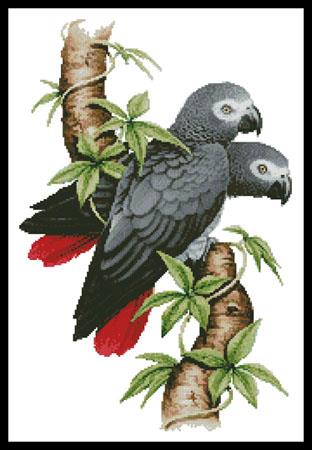 click here to view larger image of African Grey Parrots  (Howard Robinson) (chart)