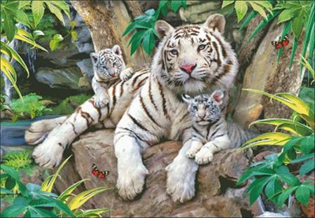 click here to view larger image of White Tigers Of Bengal (chart)