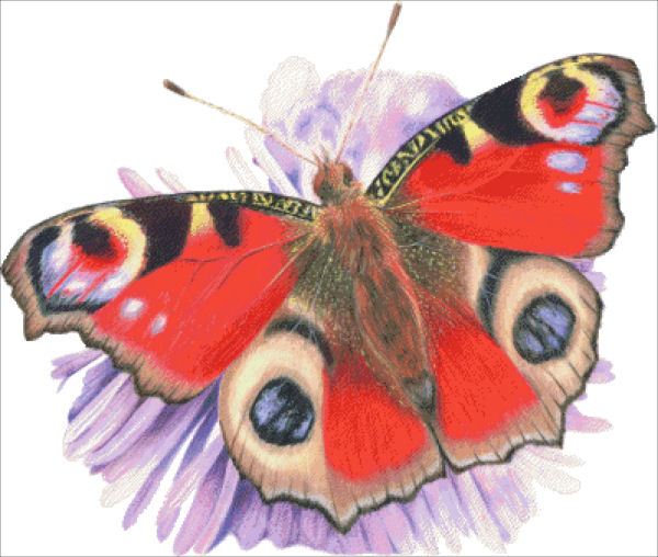 click here to view larger image of Peacock Butterfly - Joanne Rowland (chart)