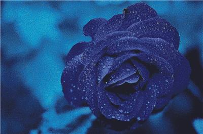 click here to view larger image of Blue Rose (chart)