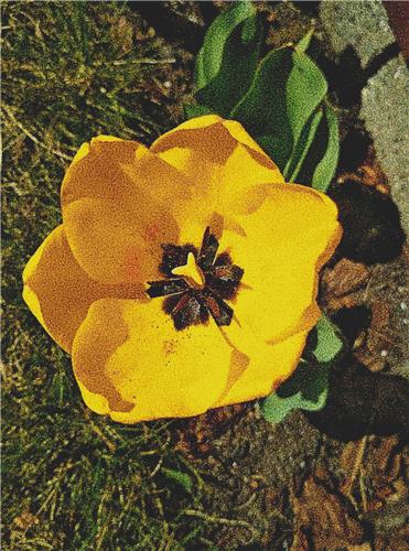 click here to view larger image of Yellow Tulip (chart)