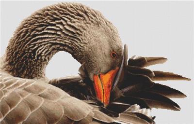 click here to view larger image of Greylag Goose (chart)