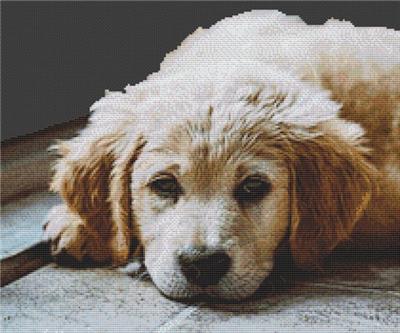 click here to view larger image of Golden Retriever Resting (chart)