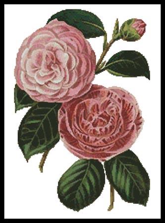 click here to view larger image of Camellias 5 (chart)