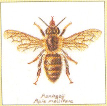 click here to view larger image of Bee (counted cross stitch kit)