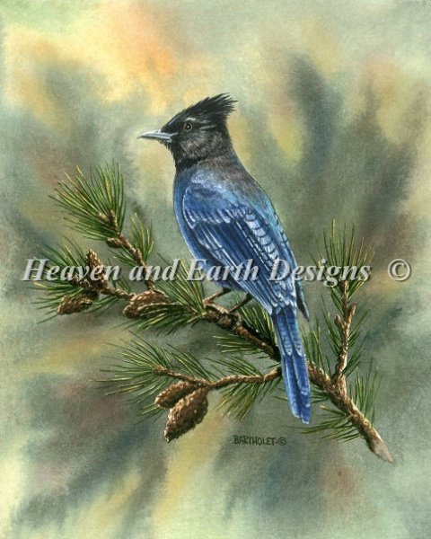 click here to view larger image of Stellar Jay (chart)