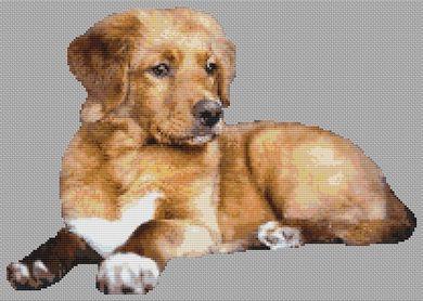 click here to view larger image of Adult Toller (chart)