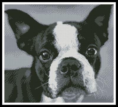 click here to view larger image of Boston Terrier Close Up (chart)