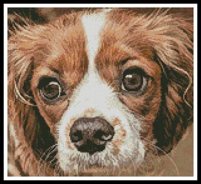 click here to view larger image of Cavalier King Charles (chart)