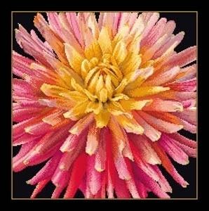 click here to view larger image of Dahlia Pillow (counted cross stitch kit)