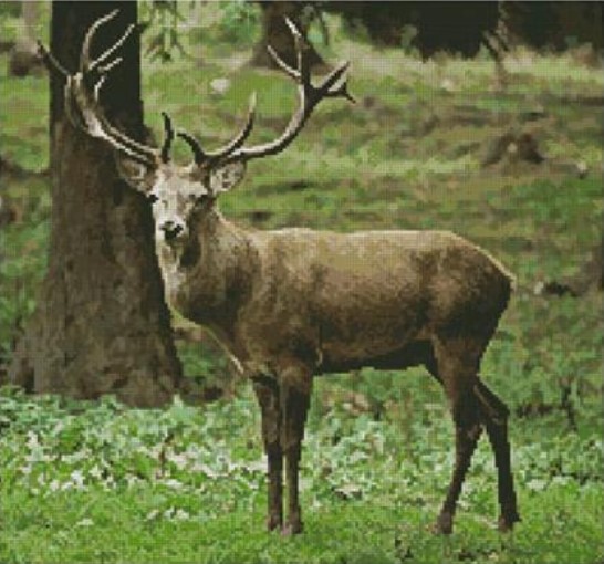 click here to view larger image of Buck (chart)