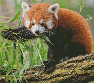 click here to view larger image of Red Panda (chart)