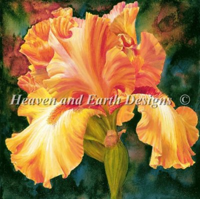 Iris of Gold/Mini - Marianne Broome - click here for more details about chart