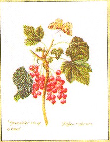 click here to view larger image of Currant Vine (counted cross stitch kit)