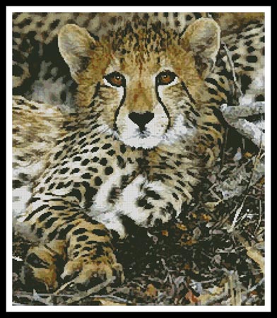 click here to view larger image of Baby Cheetah (chart)