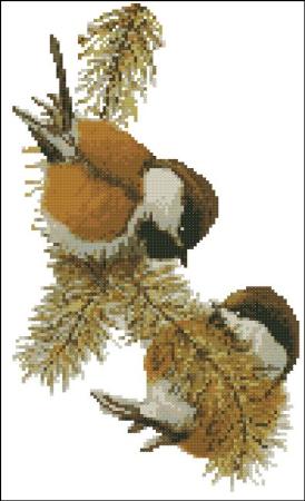 click here to view larger image of Chestnut Backed Chickadees (chart)